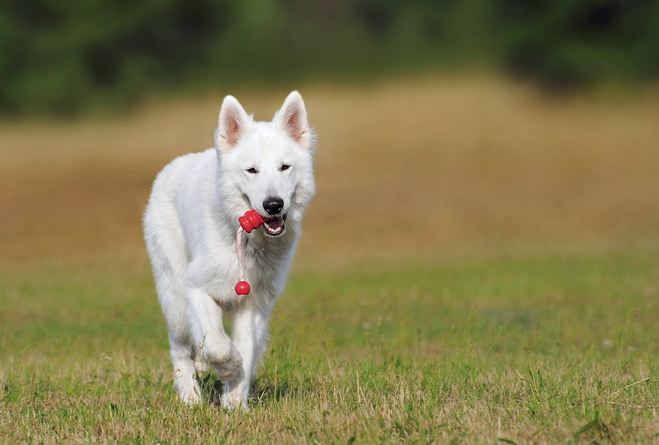 dog